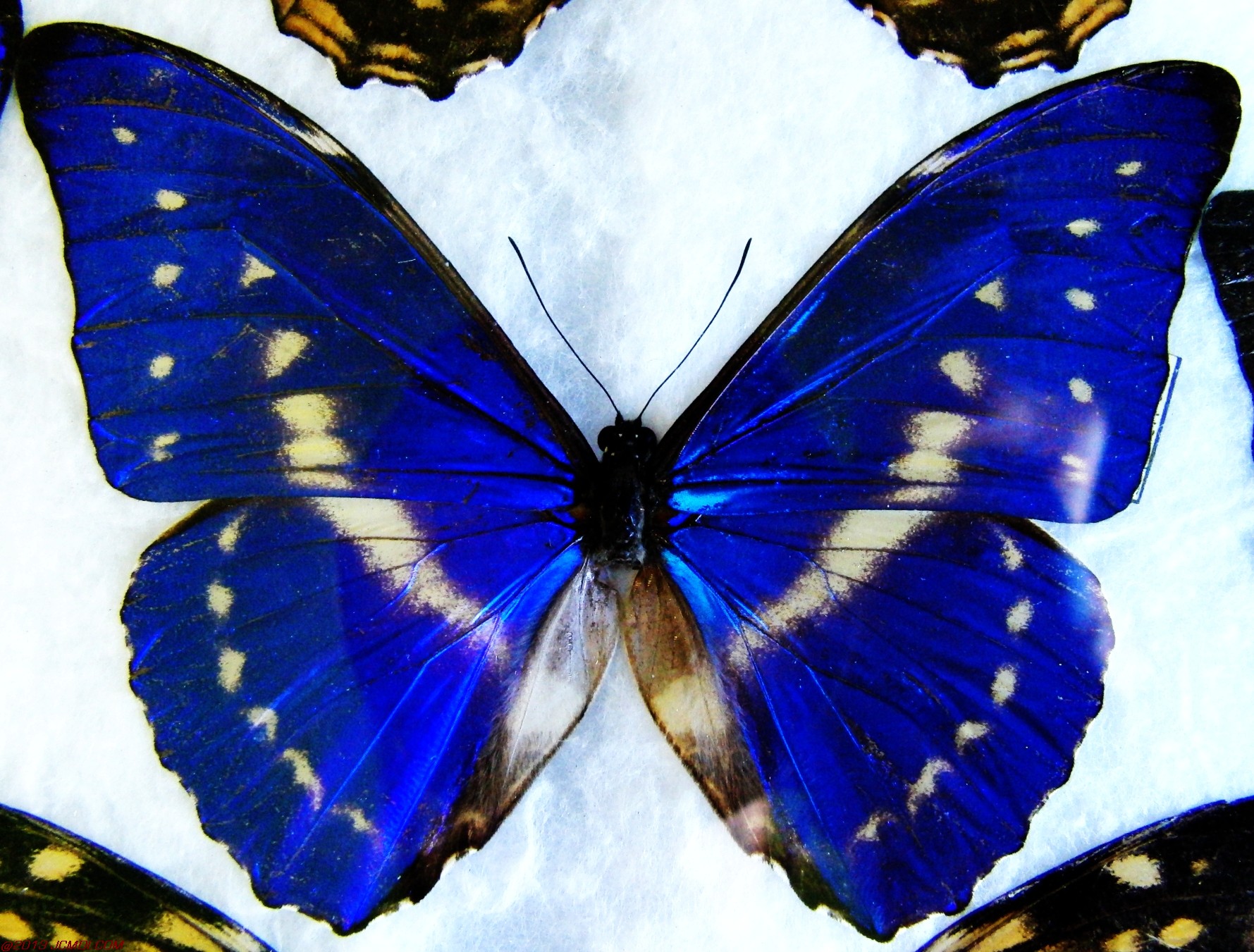 Morpho cypris